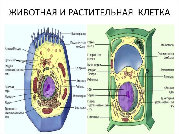 Органоиды растительной клетки 6 класс