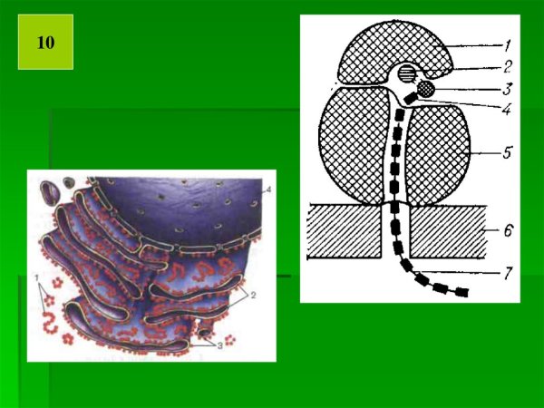 Органоиды клетки рисунки