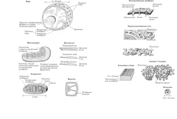 Органоиды и включения клетки схема