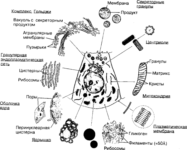 Органеллы клетки схема