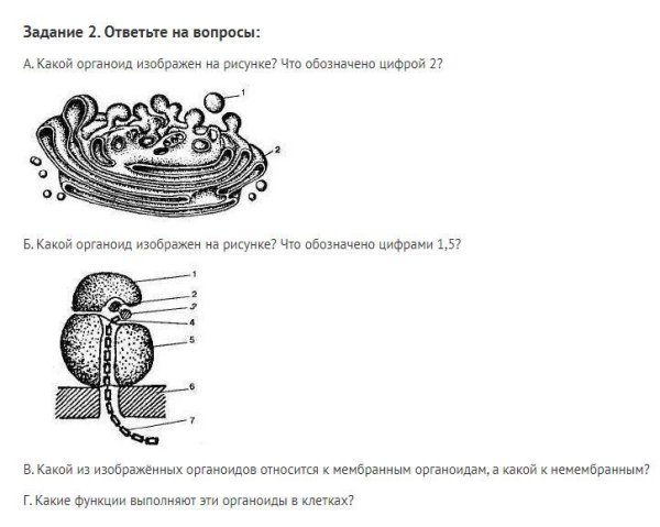 Органоиды ЕГЭ биология