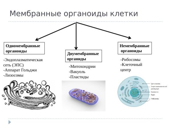 Мембранные органеллы клетки их строение и функции