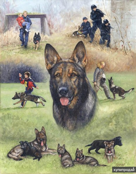 Немецкая овчарка кинология