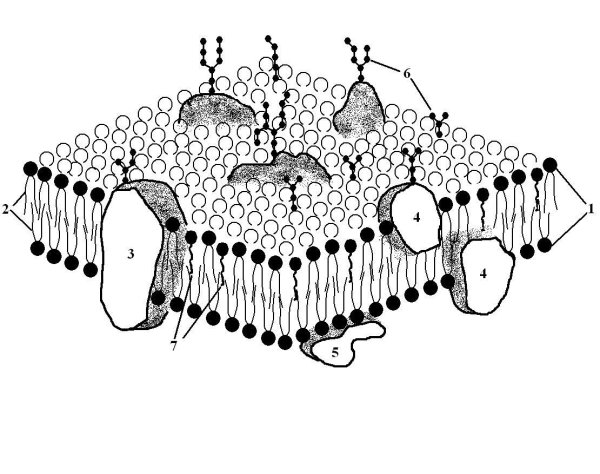 Цитоплазматическая мембрана плазмолемма
