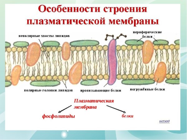 Схема строения плазматической мембраны