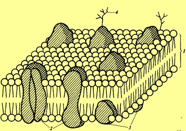 Клеточная мембрана (оболочка)