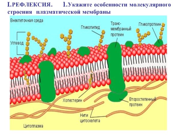Состав и строение наружной плазматической мембраны