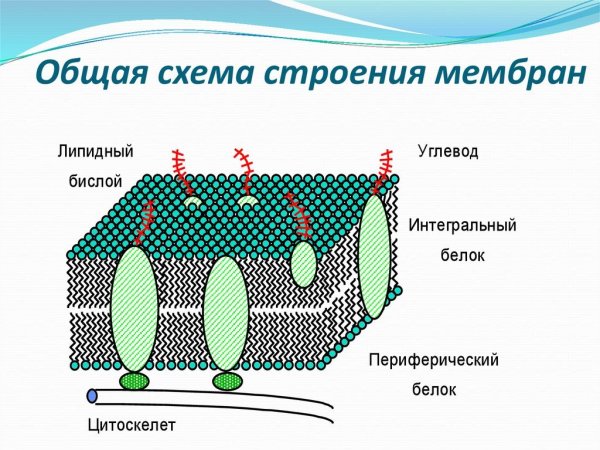 Наружная клеточная мембрана