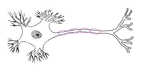 Строение клетки нервной клетки