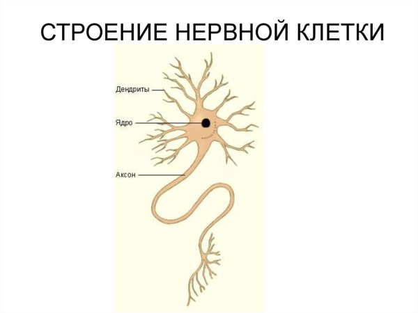 Строение клетки нервной ткани