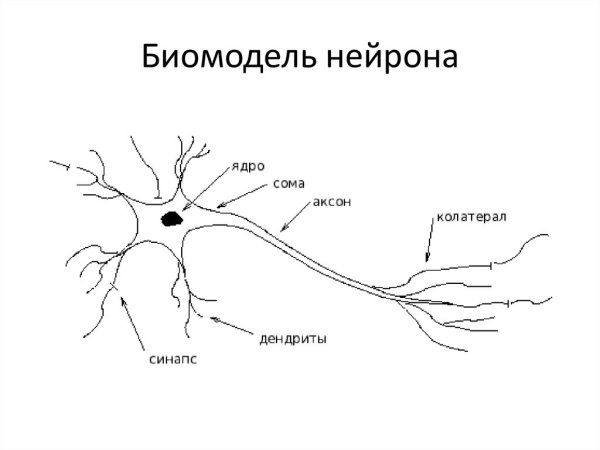 Строение нейрона обозначьте части нейрона