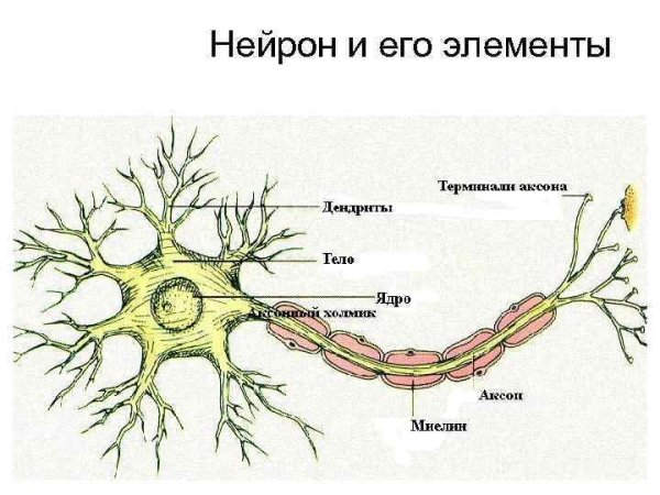 Нейроны и нервная система человека схема