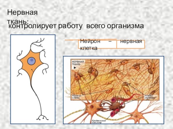 Строение нервной ткани животных