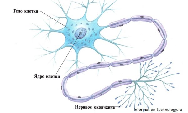Строение клетки нерва