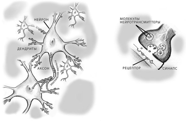 Строение нейронных связей
