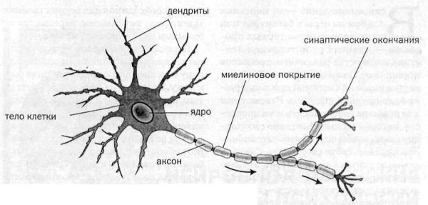 Схема строения нейрона с подписями