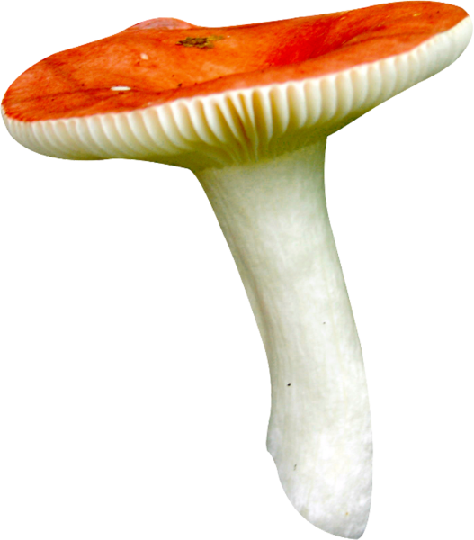 Гриб сыроежка для детей