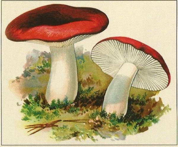 Сыроежка грибочки для детей