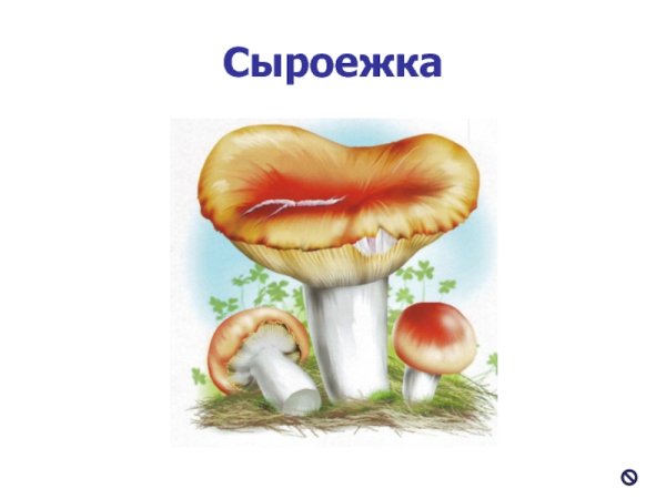 Сыроежка гриб рисунок