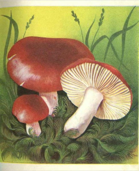 Гриб сыроежка для детей