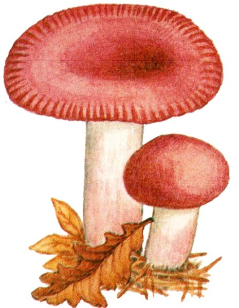 Раскраска гриб сыроежка