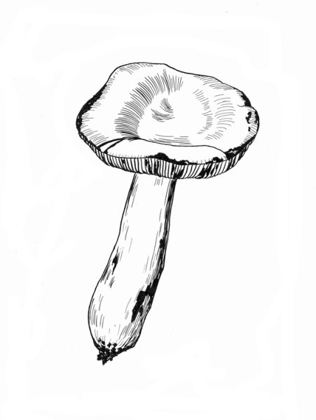 Сыроежка рисунок