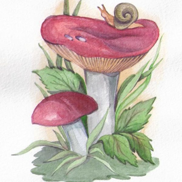 Сыроежка и груздь