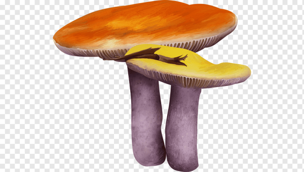 Гриб сыроежка на белом фоне