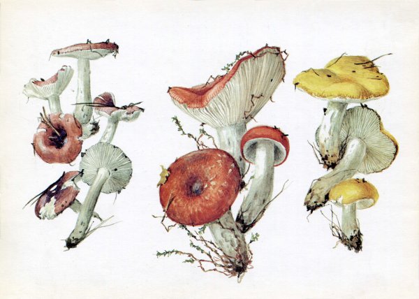 Сыроежка для детей