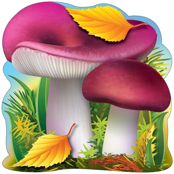 Гриб сыроежка на белом фоне