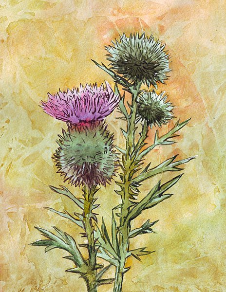 Судьба репейника Андерсен