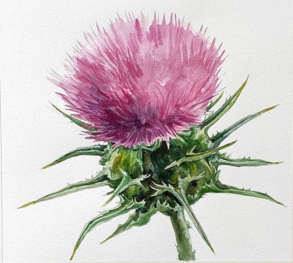 Чертополох Джек Николсон