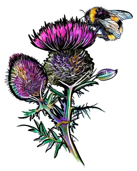 Чертополох и репейник