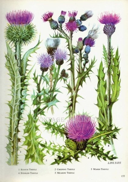 Чертополох Ботаническая иллюстрация