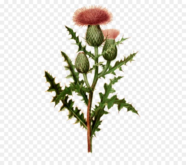 Чертополох Ботаническая иллюстрация