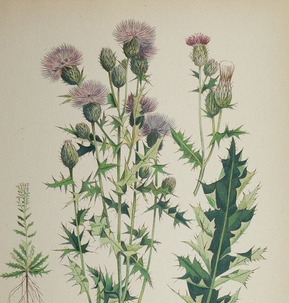 Ботанический атлас чертополох