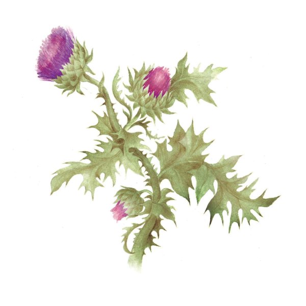 Чертополох персонаж