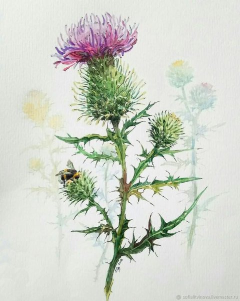 Чертополох и репейник