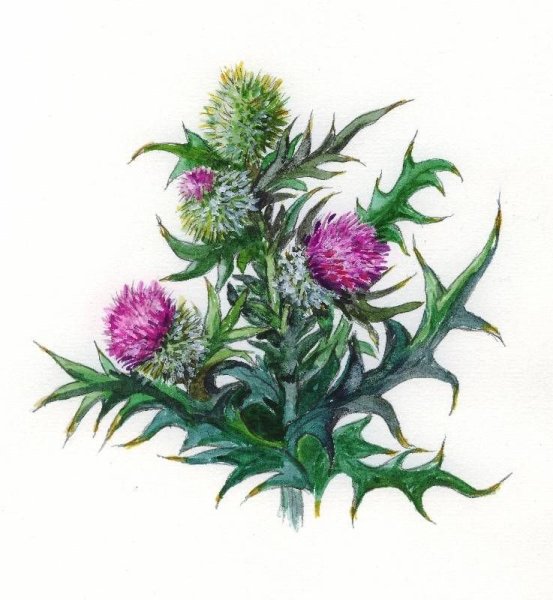 Расторопша пятнистая Фармакогнозия