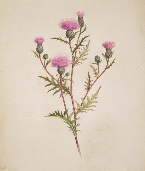 Чертополох левзея репей