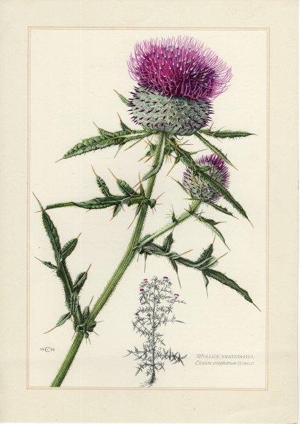 Бодяк лопух чертополох