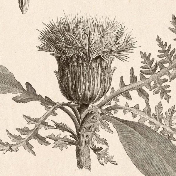 Ботанический атлас чертополох