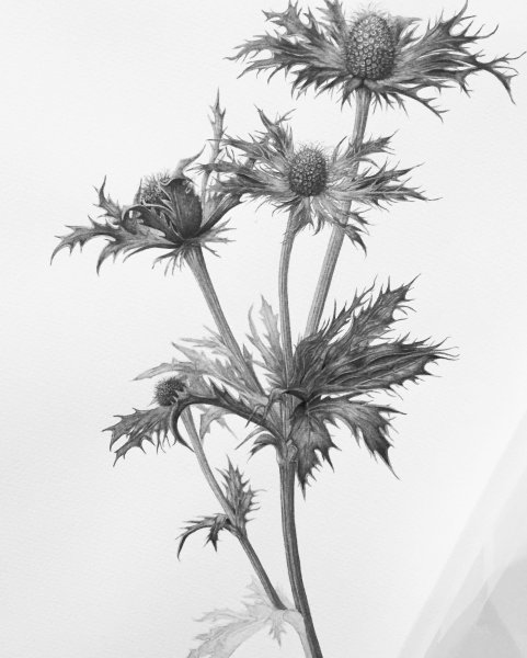 Чертополох тату эскизы