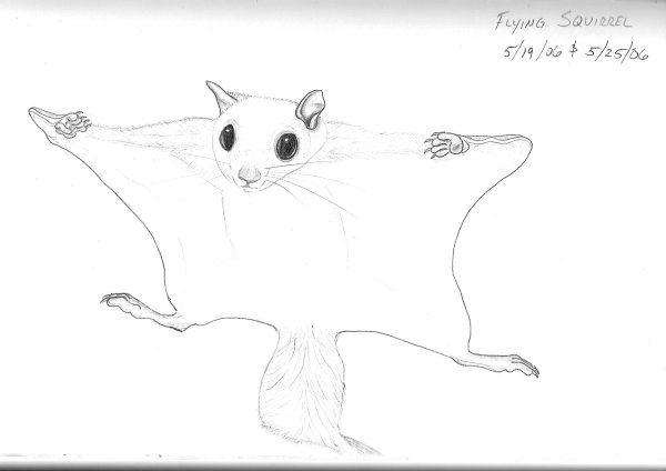 Летяга рисунок