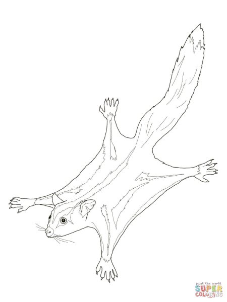 Белка летяга