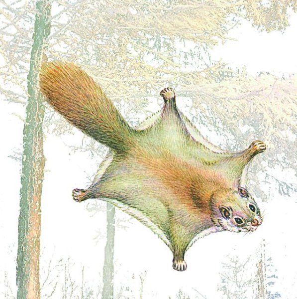 Красная белка летяга