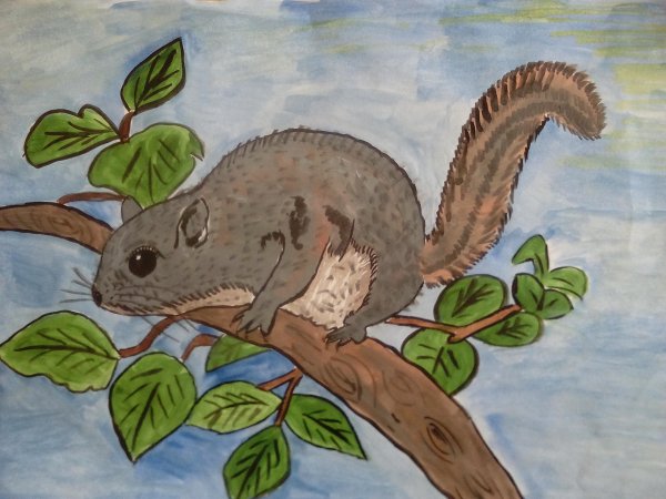 Бианки белка летяга