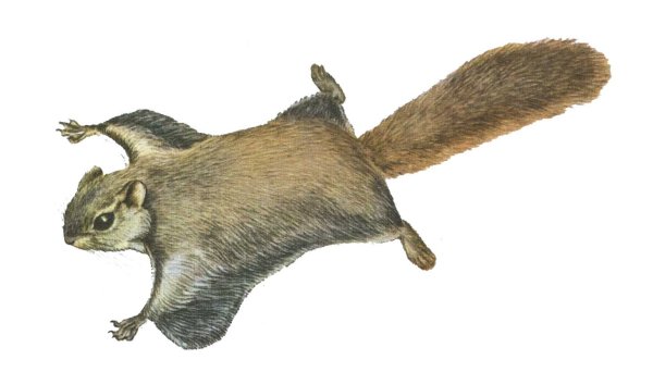 Обыкновенная летяга с ребенком