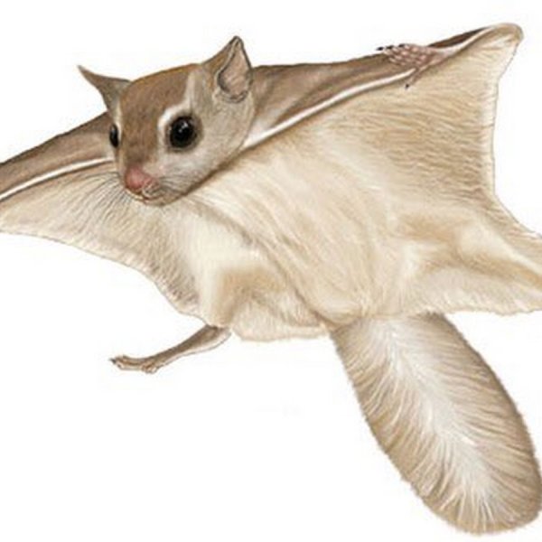 Ареал летяги