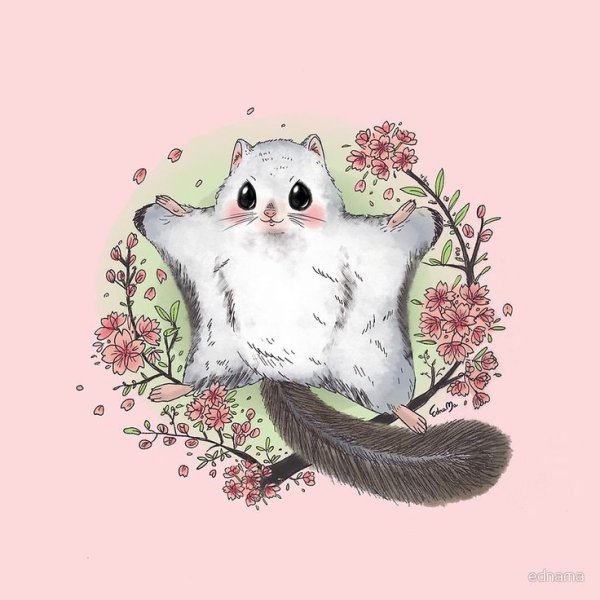 Рисунок белки летяги